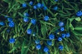 Image of beautiful blue Muscari botryoides - grape hyacinth in the garden on sunset. Close up and toned photo of fresh grape