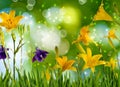 image of beautiful bright festive flowers on a green blurred background Royalty Free Stock Photo