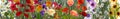 image of beautiful bright festive flowers on a green blurred background Royalty Free Stock Photo