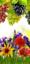 image of beautiful bright festive flowers nd grapes on a green blurred background Royalty Free Stock Photo