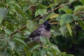 This is an image of beautiful bulbul bird on the tree Royalty Free Stock Photo