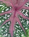 image of beautiful caladium leaf surface with three colors pattern Royalty Free Stock Photo