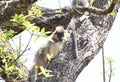 This is an image of beautiful cappedlangur or black face monkey. Royalty Free Stock Photo