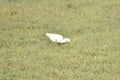 This is an image of beautiful cattle egret bird .