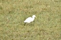 This is an image of beautiful cattle egret bird.