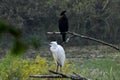 This is an image of beautiful cattle egret bird and cormorant birds