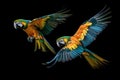 Image of beautiful colorful macaw parrot are flying on black background. Wildlife Animals. Bird. Illustration. Generative AI Royalty Free Stock Photo