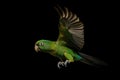 Image of beautiful colorful parrot are flying on black background. Wildlife Animals. Bird. Illustration. Generative AI Royalty Free Stock Photo