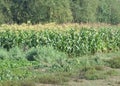 This is an image of beautiful corn plantation in india Royalty Free Stock Photo