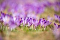 Beautiful crocus flowers in a spring meadow. Royalty Free Stock Photo