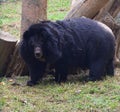 This is an image of a beautiful and dangerous Asian or Himalayan black bear in india Royalty Free Stock Photo