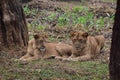 This is an image of beautiful and dangerous two Asian lions in the forrest