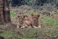 This is an image of beautiful and dangerous two Asian lions in the forrest