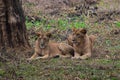 This is an image of beautiful and dangerous two Asian lions in the forrest of India