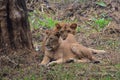 This is an image of beautiful and dangerous two Asian lions in the forrest of india