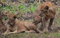 This is an image of beautiful and dangerous two Asian lions in the forrest of India