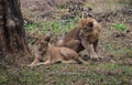 This is an image of beautiful and dangerous two Asian lions in the forrest of india