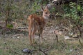 This is an image of beautiful deers cub in keoladeo national park in rajasthan india