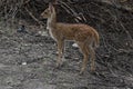 This is an image of beautiful deers cub or spotted deer or chital or impala or axis deer in keoladeo national park in rajasthan Royalty Free Stock Photo