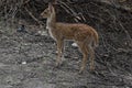 This is an image of beautiful deers cub or spotted deer or chital or impala or axis deer in keoladeo national park in rajasthan