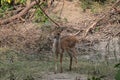 This is an image of beautiful deers cub or spotted deer or chital or impala or axis deer in keoladeo national park in rajasthan