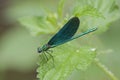 Beautiful demoiselle