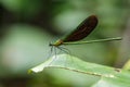 Image of beautiful dragonfly Neurobasis chinensis chinensis Royalty Free Stock Photo