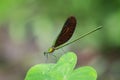 Image of beautiful dragonfly Neurobasis chinensis chinensis Royalty Free Stock Photo