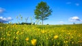 Nature Spring Landscape with A Field of Wild Yellow Buttercup Flowers, A Lone Tree and Scattered White Clouds in The Blue Sky Royalty Free Stock Photo