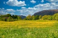 Nature Spring Landscape with A Field of Wild Yellow Buttercups, Green Trees, Mountains and White Clouds in Blue Sky Royalty Free Stock Photo