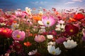 Image of beautiful fields of colorful flowers. Nature Royalty Free Stock Photo