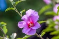 Beautiful flower Chinese hibiscus purple Royalty Free Stock Photo