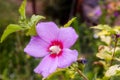 Beautiful flower Chinese hibiscus purple Royalty Free Stock Photo