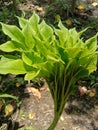 A beautiful image is of a decorative plant from a farm.