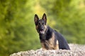 image of a beautiful german shepherd dog sit in flower meadow. spring with yellow leaves background on green grass Royalty Free Stock Photo