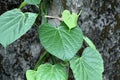 This is an image of beautiful giloy or tinospora cordifolia or guduchi leaves