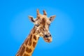 Giraffe Portrait Isolated In Front Of A Blue Sky