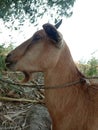 Image of a beautiful goat posing for the camera.