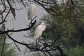 This is an image of beautiful great indian cattle egret bird Royalty Free Stock Photo