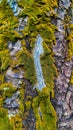 An Image Of Beautiful Green Moss On The Wood