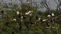 This is an image of beautiful group of birds on the branch of tree in keoladeo national park in rajasthan india