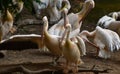 This is an image of beautiful group of rosy pelican birds.