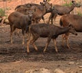 This is an image of beautiful group of sambar deer or Rusa unicolor. Royalty Free Stock Photo