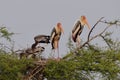 This is an image of beautiful group of storks birds on the top of the tree in keoladeo national park in rajasthan india