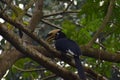 This is an image of beautiful hornbill bird Royalty Free Stock Photo