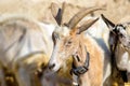 Beautiful horned goat in a herd on a farm