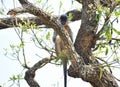 This is an image of beautiful Indian cappedlangur sitting of the branch of the tree . Royalty Free Stock Photo