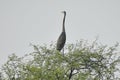 This is an image of beautiful Indian heron bird on the top of the tree in keoladeo national park in rajasthan india