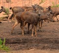 This is an image of beautiful Indian sambar deer or Rusa unicolor. Royalty Free Stock Photo