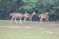 This is an image of beautiful Indian spotted deer or axis deer Royalty Free Stock Photo